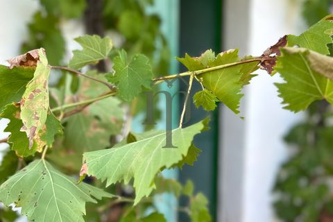 Ruïna a Ostuni, Brindisi, Ostuni - € 43.000 | Ref: Lamia Vite - foto 13